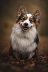 Welsh Corgi Pembroke