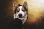 Welsh Corgi Pembroke