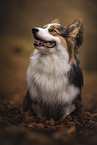 Welsh Corgi Pembroke