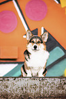 adult Welsh Corgi Pembroke