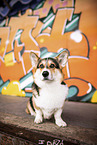 adult Welsh Corgi Pembroke