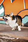 adult Welsh Corgi Pembroke