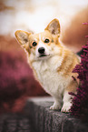 Welsh Corgi Pembroke