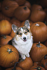 Welsh Corgi Pembroke