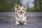 Welsh Corgi Pembroke