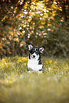 Welsh Corgi Pembroke