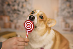Welsh Corgi Pembroke in christmas decoration
