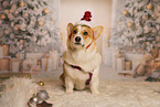 Welsh Corgi Pembroke in christmas decoration