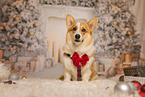 Welsh Corgi Pembroke in christmas decoration