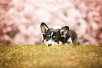 Welsh Corgi Pembroke
