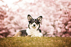 Welsh Corgi Pembroke