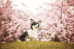 Welsh Corgi Pembroke