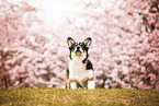 Welsh Corgi Pembroke