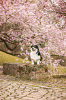 Welsh Corgi Pembroke