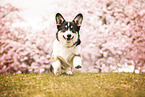 Welsh Corgi Pembroke