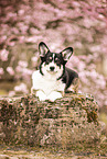 Welsh Corgi Pembroke