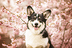 Welsh Corgi Pembroke