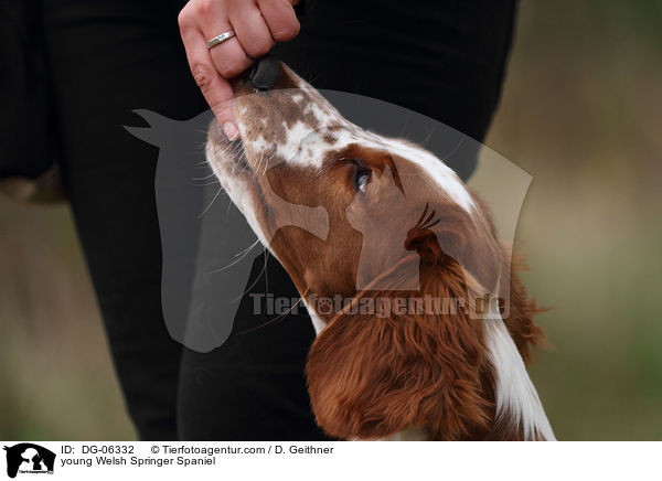 junger Welsh Springer Spaniel / young Welsh Springer Spaniel / DG-06332
