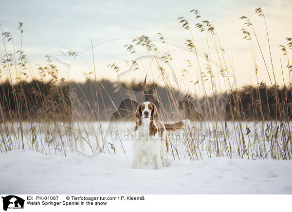 Welsh Springer Spaniel im Schnee / Welsh Springer Spaniel in the snow / PK-01087