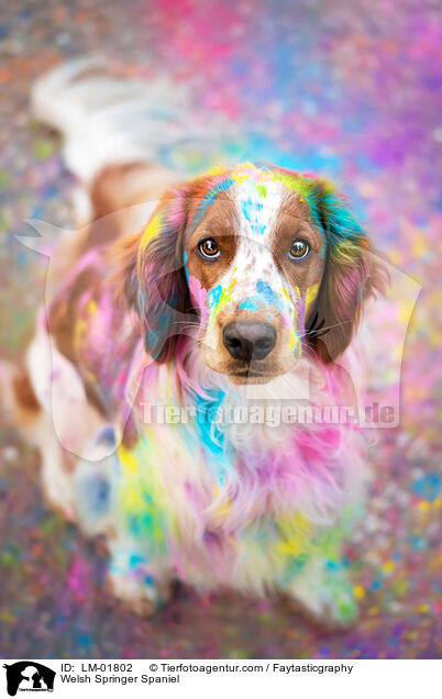 Welsh Springer Spaniel / Welsh Springer Spaniel / LM-01802