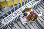 sitting Welsh Springer Spaniel
