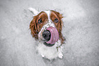 sitting Welsh Springer Spaniel