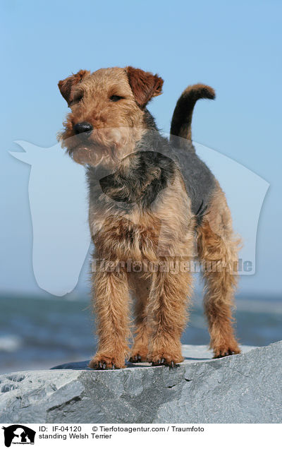 stehender Welsh Terrier / standing Welsh Terrier / IF-04120