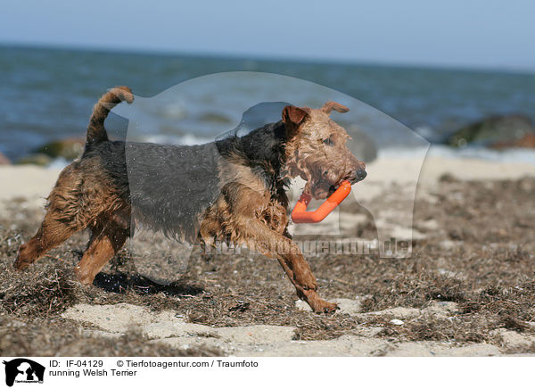 rennender Welsh Terrier / running Welsh Terrier / IF-04129