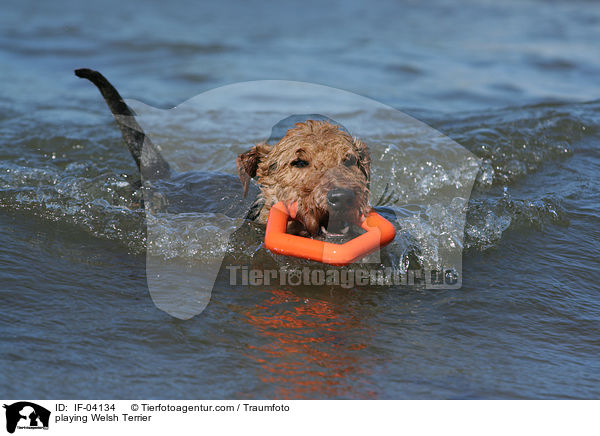 spielender Welsh Terrier / playing Welsh Terrier / IF-04134