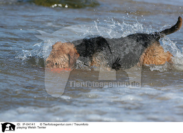 spielender Welsh Terrier / playing Welsh Terrier / IF-04141