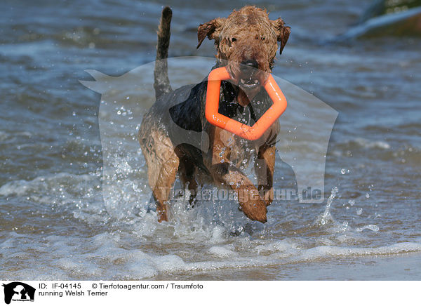 rennender Welsh Terrier / running Welsh Terrier / IF-04145