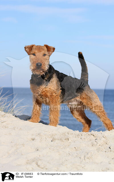 Welsh Terrier / IF-08663