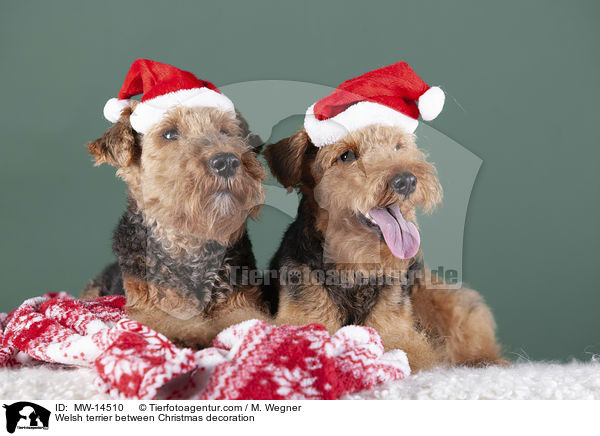 Welsh Terrier zwischen Weihnachtsdeko / Welsh terrier between Christmas decoration / MW-14510