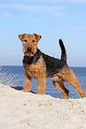 Welsh Terrier