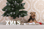 Welsh terrier between Christmas decoration