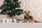 Welsh terrier between Christmas decoration