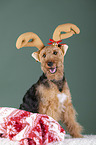 Welsh terrier between Christmas decoration