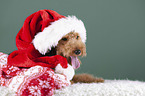 Welsh terrier between Christmas decoration