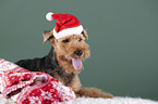 Welsh terrier between Christmas decoration