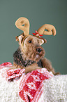 Welsh terrier between Christmas decoration