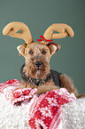 Welsh terrier between Christmas decoration