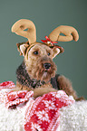Welsh terrier between Christmas decoration