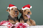 Welsh terrier between Christmas decoration
