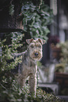 Welsh Terrier