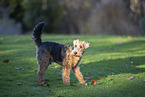 Welsh Terrier