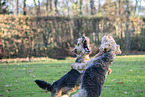 Welsh Terrier