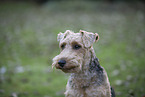 Welsh Terrier