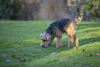Welsh Terrier