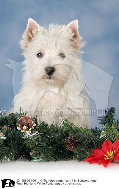 West Highland White Terrier Welpe zu Weihnachten / West Highland White Terrier puppy at christmas / SS-06106