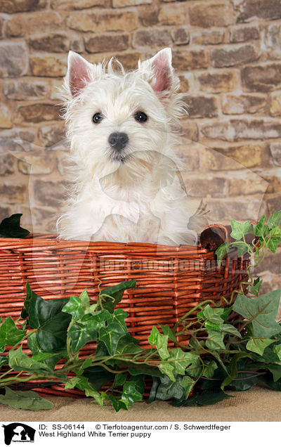 WWest Highland White Terrier Welpe / West Highland White Terrier puppy / SS-06144